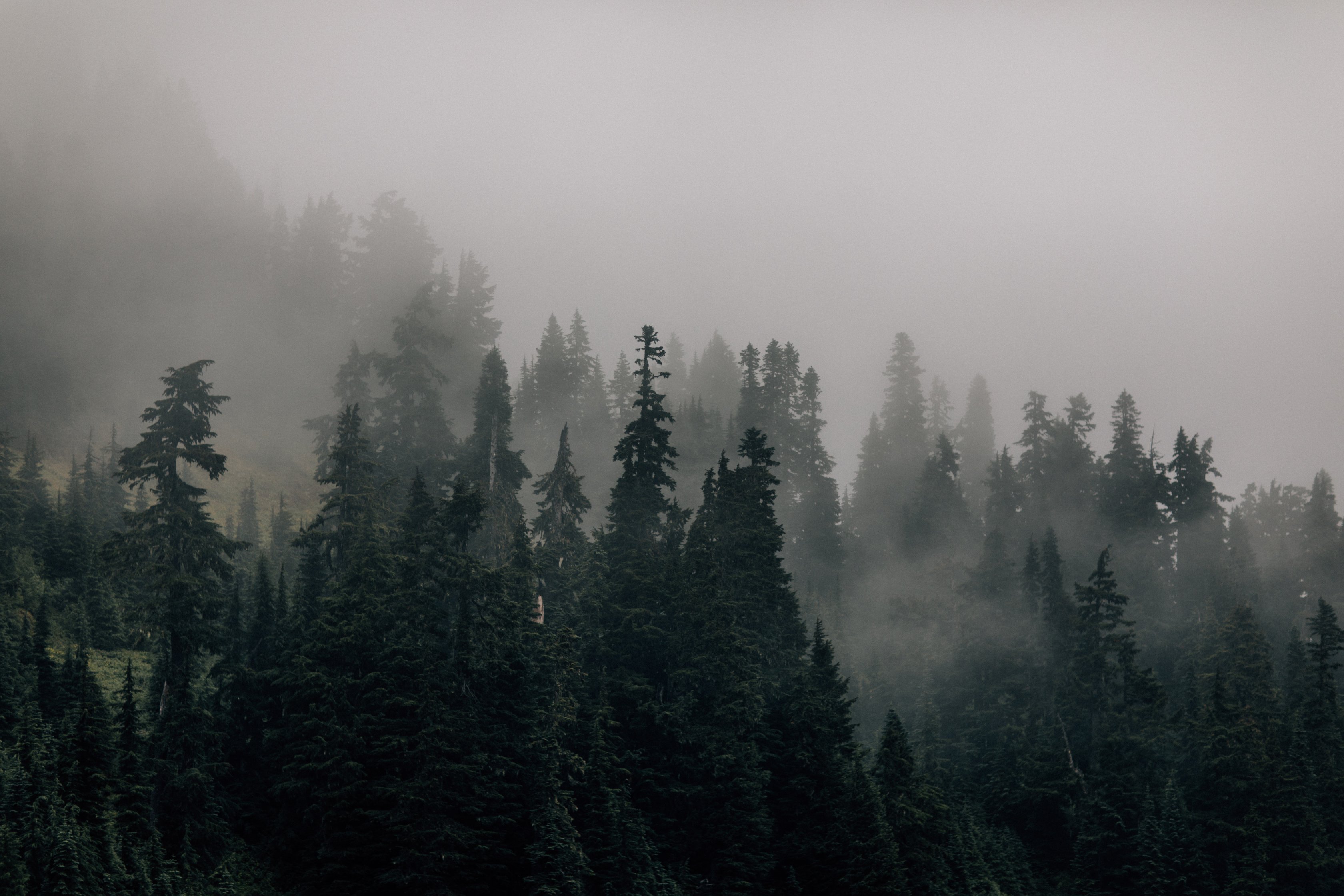 Fog Rolling through trees in the PNW