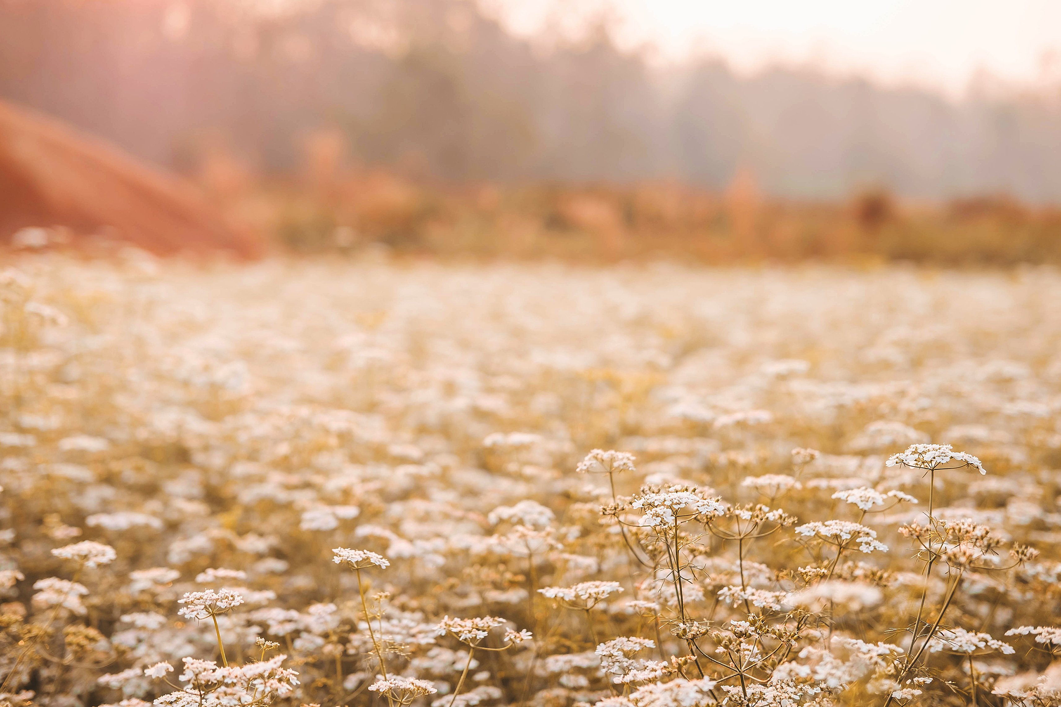 Field of Beautiful White Flowers 